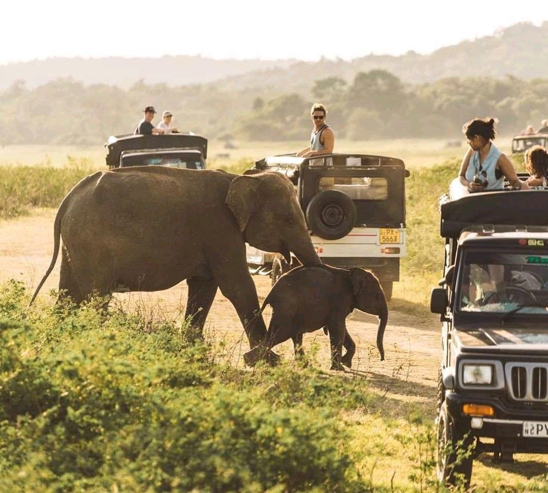 Wildlife Safari