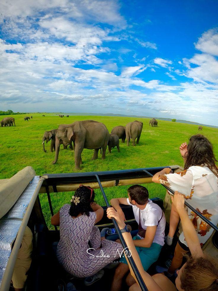 Wildlife Safari